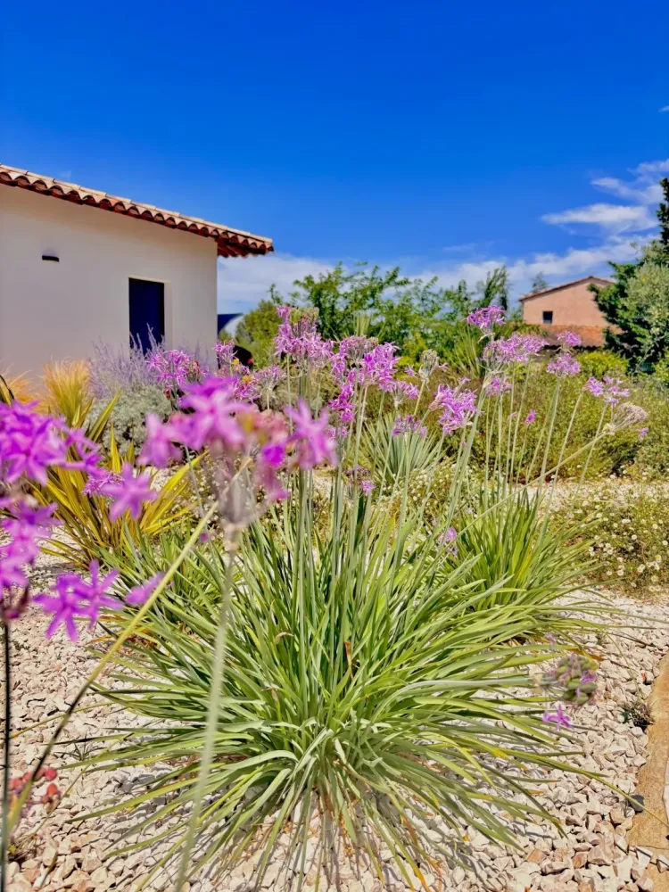 piscine-forme-libre-3